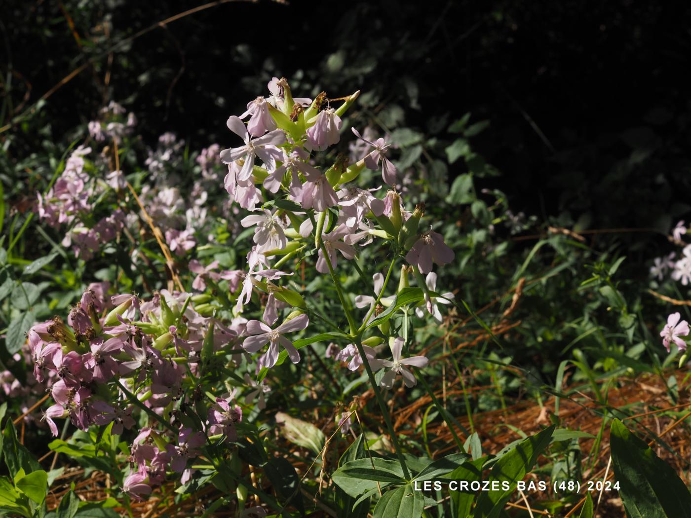 Soapwort plant